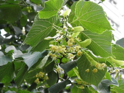 Tilia platyphyllos_07